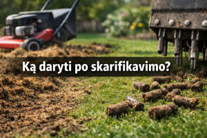 Ką daryti po skarifikavimo?