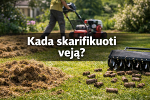 Kada skarifikuoti veją?